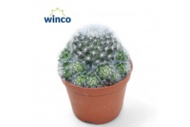 Mammillaria Mammillaria Candida