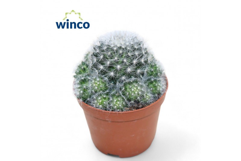 Mammillaria Mammillaria Candida 