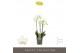 Phalaenopsis multiflora wit Optimost Amabilis Starrion 3 spike35 bl. 3 