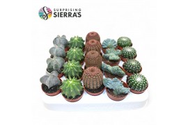 Cactus mix Sierras® - Bilbao Cactus Mix (Exclusive)1 pp