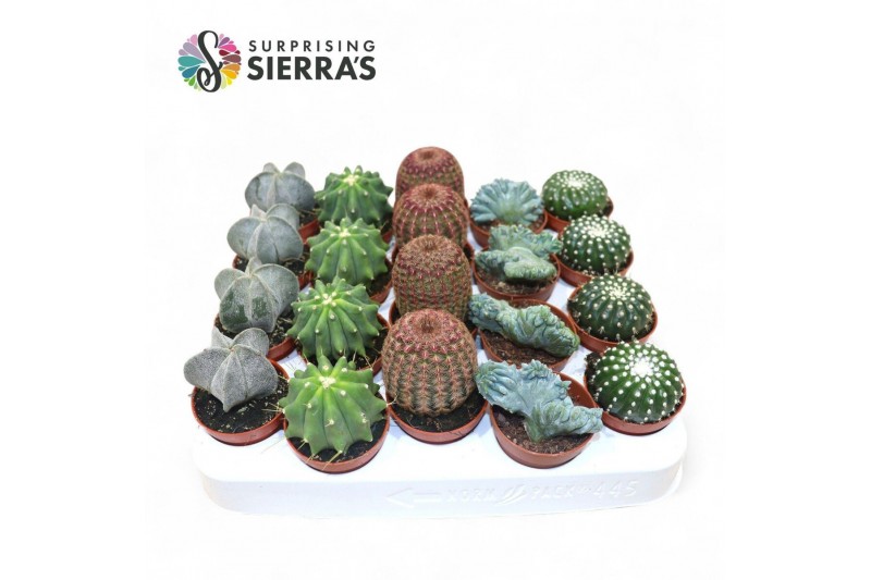 Cactus mix Sierras® - Bilbao Cactus Mix (Exclusive)1 pp 