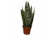 Sansevieria cylindrica Sanseviera Zeylanica Fan1 pp 