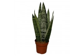 Sansevieria cylindrica Sanseviera Zeylanica Fan1 pp