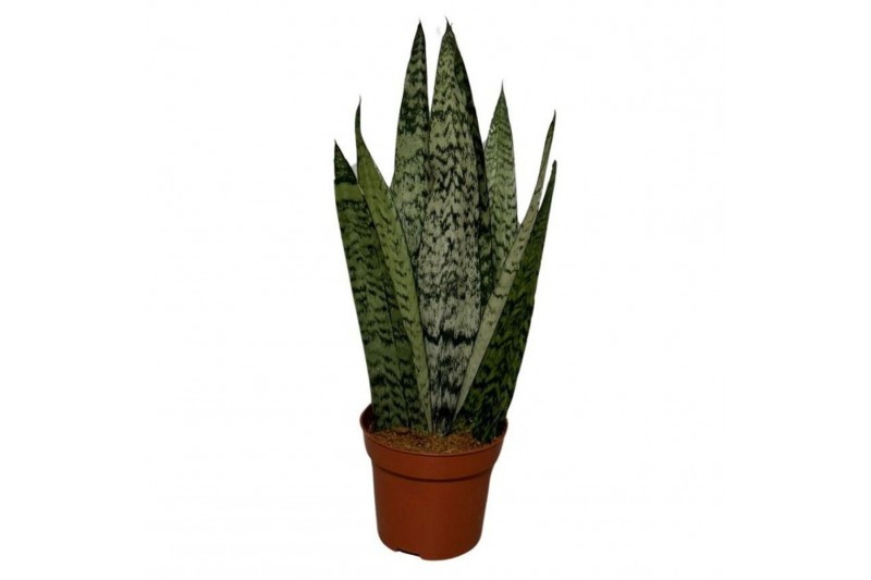 Sansevieria cylindrica Sanseviera Zeylanica Fan1 pp 