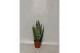 Sansevieria cylindrica Sanseviera Zeylanica Fan1 pp 