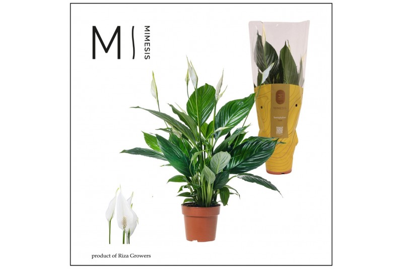 Spathiphyllum pico cupido 5+ - Mimesis 