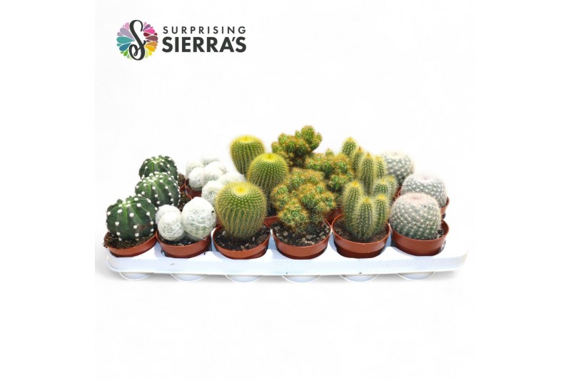 Cactus mix Sierras® - Granada Cactus Mix (Prime) 