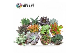 Succulenten Sierras® - Deluxe Succulents