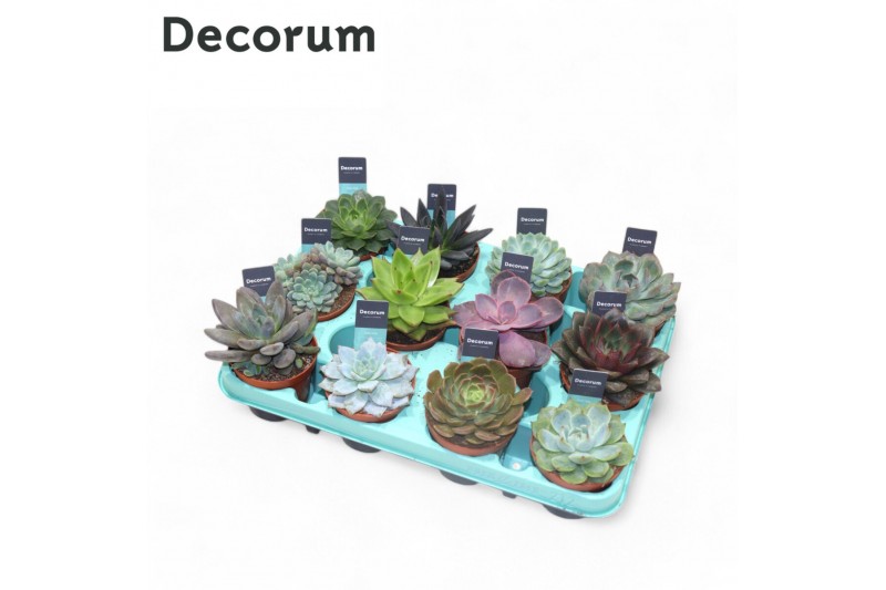 Echeveria mix Echeveria Mix (decorum) 