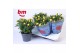 Rosa amazing jewel Rosa Jewel Patio Amazing 17cm 18 bl. 