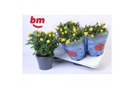 Rosa amazing jewel Rosa Jewel Patio Amazing 17cm 18 bl.