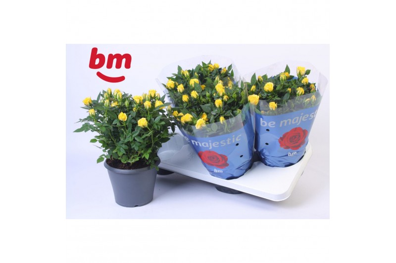 Rosa amazing jewel Rosa Jewel Patio Amazing 17cm 18 bl. 