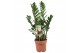 Zamioculcas zamiifolia Zamioculcas 4-5 veren - hoogte 70-804 tak/plnt 
