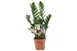 Zamioculcas zamiifolia Zamioculcas 4-5 veren - hoogte 70-804 tak/plnt