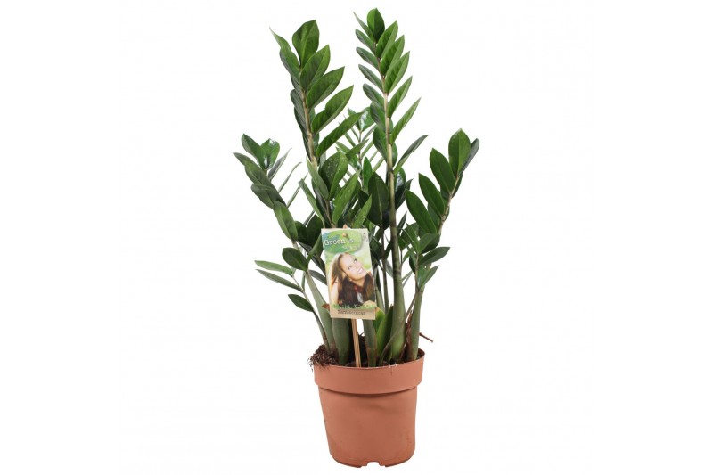 Zamioculcas zamiifolia Zamioculcas 4-5 veren - hoogte 70-804 tak/plnt 