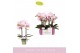 Phalaenopsis roze MyMonro Make-up 2 spike6 bl. 2 tak/plnt 150 