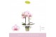 Phalaenopsis roze MyMonro Make-up 2 spike6 bl. 2 tak/plnt 150 