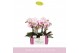 Phalaenopsis roze MyMonro Make-up 2 spike6 bl. 2 tak/plnt 150 