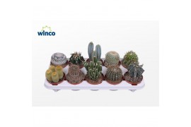 Cactus mix Cactus Mix (10spc.)