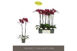 Phalaenopsis rood Optistar Montpellier 2 spike15 bl. 2 tak/plnt