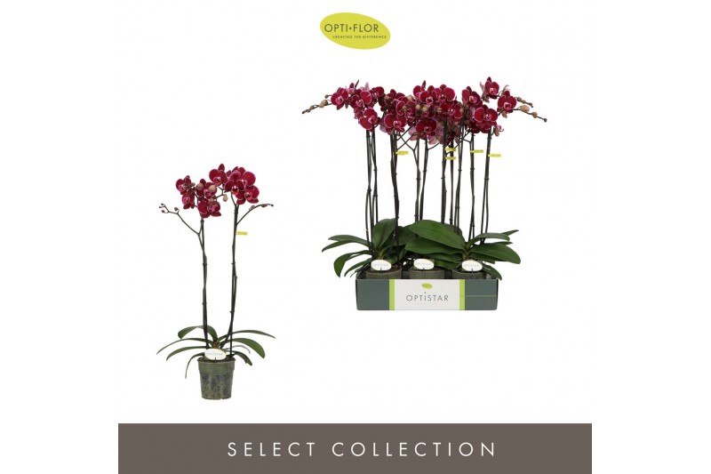 Phalaenopsis rood Optistar Montpellier 2 spike15 bl. 2 tak/plnt 