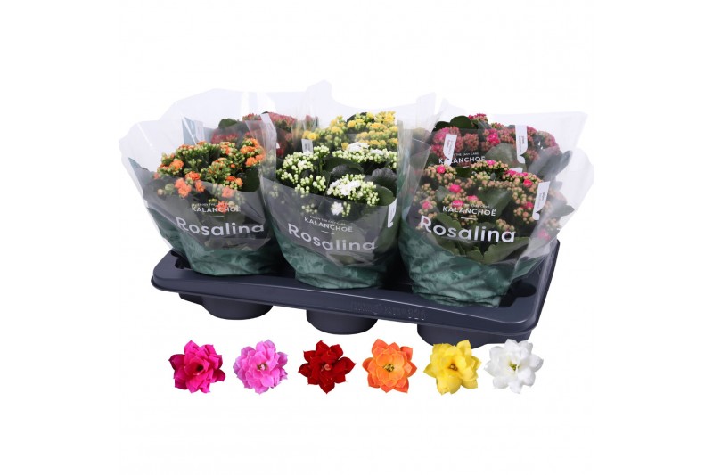 Kalanchoe blossfeldiana rosalina gemengd 