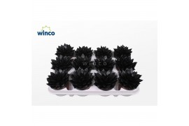 Echeveria agavoides Echeveria Agavoides Paint Black1 bl.