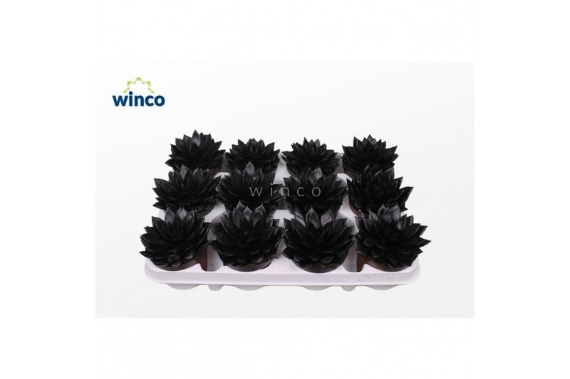 Echeveria agavoides Echeveria Agavoides Paint Black1 bl. 