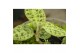 Macodes petola Mimesis Jewel Orchid KARMA Macodes Emerald - 7cm2 pp 