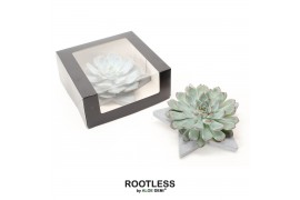 Arrangementen succulenten ROOTLESS Echeveria, Grey star - black box1 p