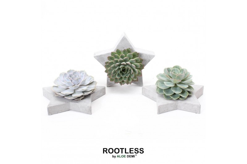 Arrangementen succulenten ROOTLESS Echeveria, Grey star1 pp 