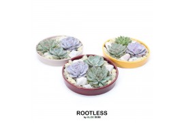 Arrangementen succulenten ROOTLESS Echeveria garden, Squirrel bowl3 pp