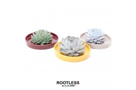 Arrangementen succulenten ROOTLESS Echeveria, Squirrel bowl1 pp
