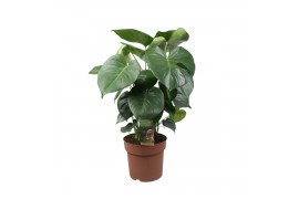 Monstera deliciosa Monstera Deliciosa3 pp