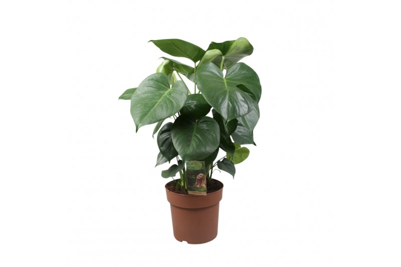 Monstera deliciosa Monstera Deliciosa3 pp 