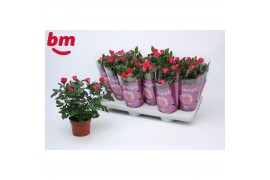 Rosa beau monde purple jewel Rosa Purple Jewel Beau Monde (10,5 cm)6 b