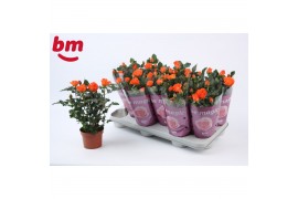 Rosa beau m.oran. jewel Rosa Orange Jewel Beau Monde (10,5 cm)6 bl.