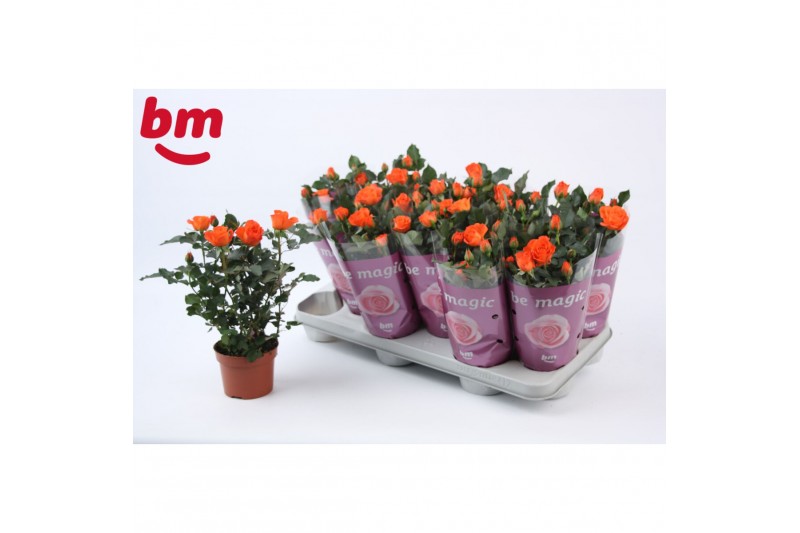 Rosa beau m.oran. jewel Rosa Orange Jewel Beau Monde (10,5 cm)6 bl. 