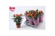 Rosa beau m.oran. jewel Rosa Orange Jewel Beau Monde (10,5 cm)6 bl. 