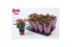 Rosa beau m.oran. jewel Rosa Orange Jewel Beau Monde (10,5 cm)6 bl. 