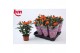 Rosa beau m.oran. jewel Rosa Orange Jewel Beau Monde (10,5 cm)6 bl. 
