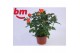 Rosa beau m.oran. jewel Rosa Orange Jewel Beau Monde (10,5 cm)6 bl. 