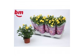 Rosa beau monde amazing jewel Rosa Amazing Jewel Beau Monde Yellow (10