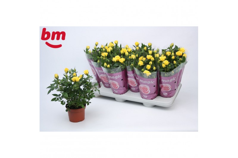 Rosa beau monde amazing jewel Rosa Amazing Jewel Beau Monde Yellow (10 