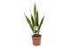 Sansevieria trifasciata laurentii Sansevieria Laurentii 