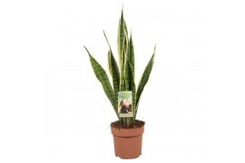 Sansevieria trifasciata laurentii Sansevieria Laurentii