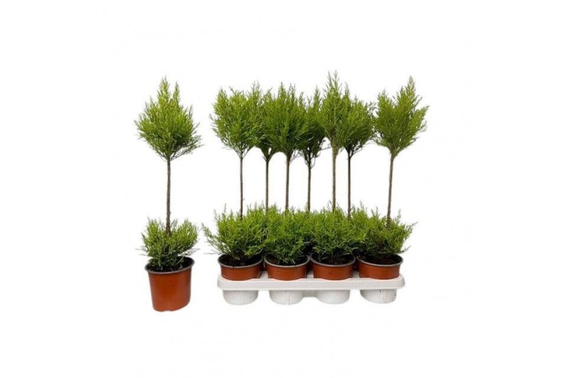 Cupressus macr. goldcrest wilma Cupressus Goldcrest Wilma - duobol 