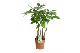 Pachira aquatica Pachira aquatica multi-stam5 pp