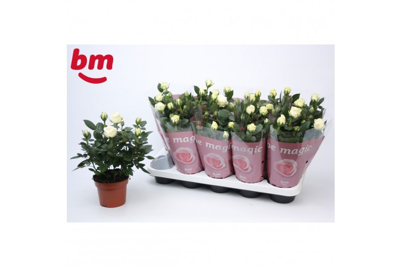 Rosa white beau monde Rosa White Beau Monde (12 cm)5 bl. 