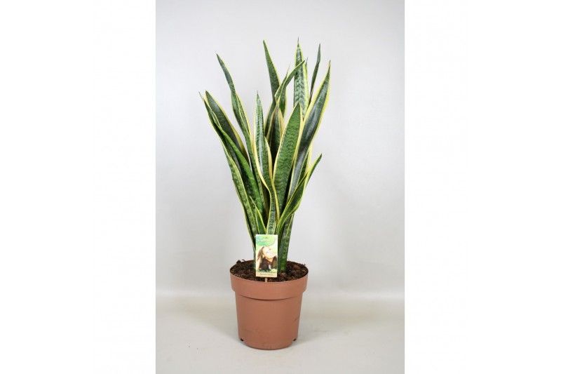 Sansevieria trifasciata laurentii Sansevieria Laurentii 